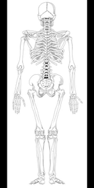 Human Skeleton Anatomy Illustration PNG image with transparent background