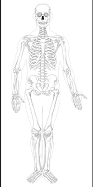 Human Skeleton Anatomy Illustration PNG with transparent background