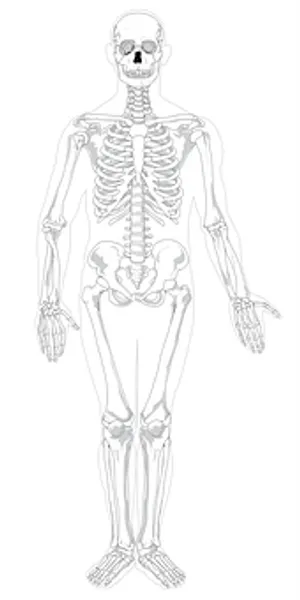 Human Skeleton Anatomy Illustration PNG Image