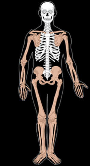 Human Skeleton Anatomy Illustration PNG image with transparent background