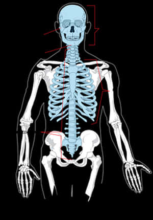 Human Skeleton Anatomy Illustration PNG image with transparent background
