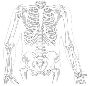 Human Skeleton Anatomy Illustration PNG with transparent background