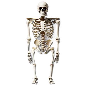 Human Skeleton Bones Structure Png 06262024 PNG Image