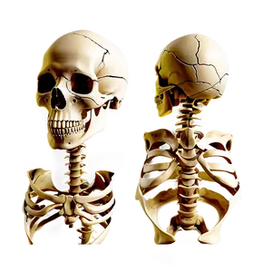 Human Skeleton Bones Structure Png Ftv PNG Image