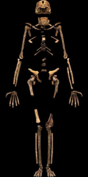 Human Skeleton Display PNG image with transparent background
