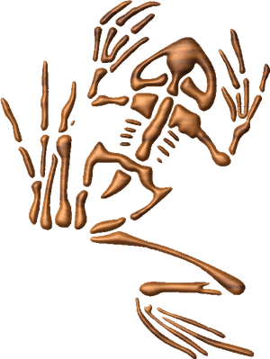 Human Skeleton Exploded View PNG image with transparent background