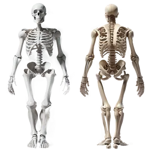 Human Skeleton For Anatomy Class Png 06262024 PNG Image