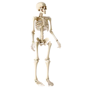 Human Skeleton For Anatomy Class Png 06262024 PNG Image