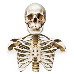 Human Skeleton Front View Png 32 PNG Image