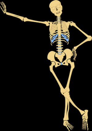 Human Skeleton Illustration PNG image with transparent background