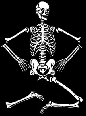 Human Skeleton Illustration PNG image with transparent background