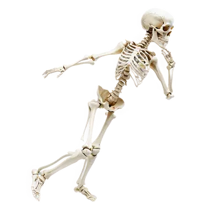 Human Skeleton In Motion Png Aal PNG Image