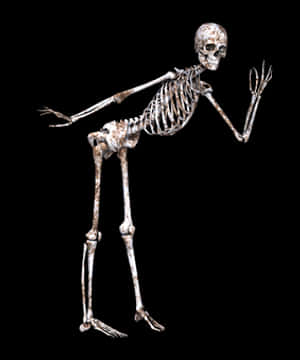 Human Skeleton Pose Black Background PNG image with transparent background