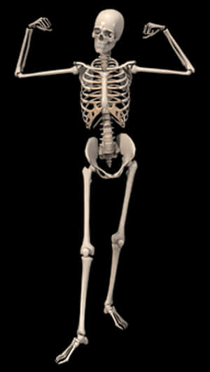 Human Skeleton Pose PNG image with transparent background