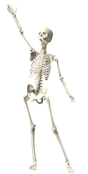 Human Skeleton Raising Hand PNG Image