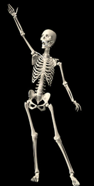 Human Skeleton Raising Hand PNG image with transparent background