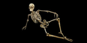 Human Skeleton Reclining Pose PNG image with transparent background