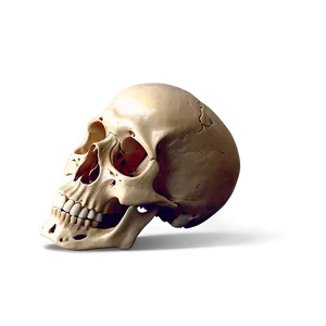 Human Skeleton Side View Png 74 PNG Image