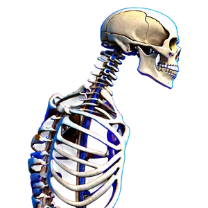 Human Skeleton Side View Png Ryi61 PNG Image