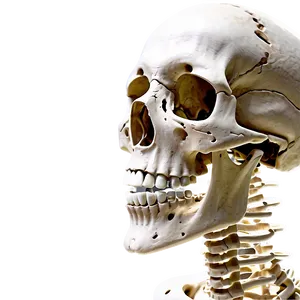 Human Skeleton Side View Png Tup PNG Image