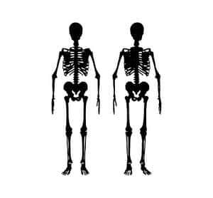 Human Skeleton Silhouettes PNG with transparent background