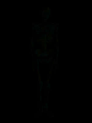 Human Skeleton Standing Dark Background PNG image with transparent background