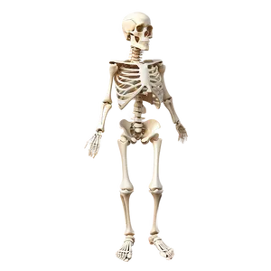 Human Skeleton With Detailed Joints Png 06262024 PNG Image