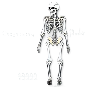 Human Skeleton With Detailed Joints Png Dek PNG Image