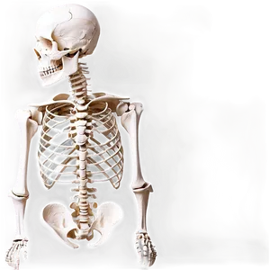 Human Skeleton Without Labels Png Uff PNG Image