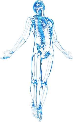 Human Skeleton X Ray View PNG Image