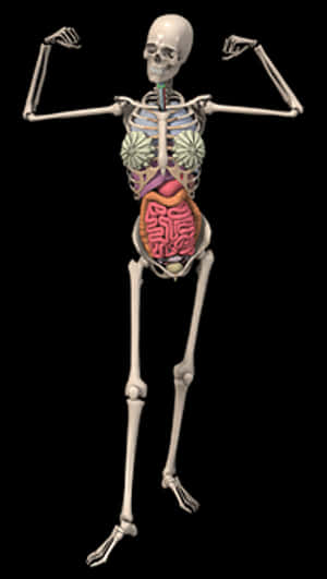 Human Skeletonwith Internal Organs PNG image with transparent background