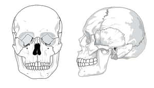 Human Skull Anatomy Illustration PNG image with transparent background