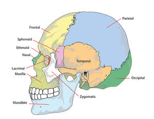 Human Skull Anatomy Labeled PNG image with transparent background