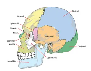 Human Skull Anatomy Labeled PNG Image