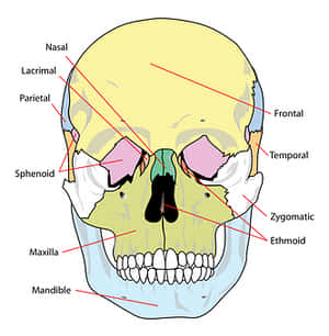 Human Skull Anatomy Labeled PNG image with transparent background