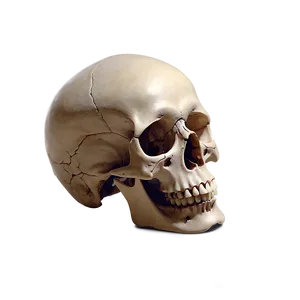 Human Skull And Bones Png 34 PNG Image