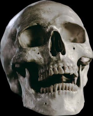 Human Skull Close Up PNG image with transparent background