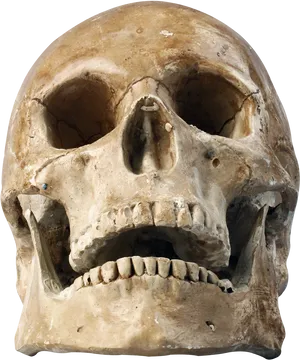 Human_ Skull_ Closeup PNG Image