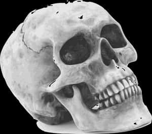Human Skull Graphic Illustration PNG image with transparent background