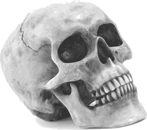 Human Skull Graphic Illustration PNG Image