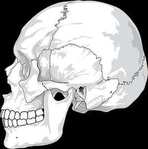 Human Skull Illustration PNG image with transparent background