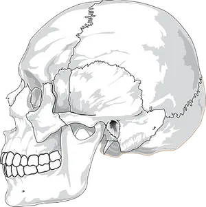 Human Skull Illustration PNG Image