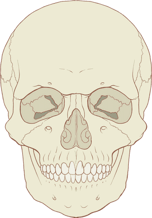 Anterior Of Human Skull, HD Png Download PNG image with transparent background
