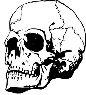Human Skull Illustration PNG image with transparent background