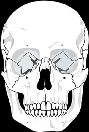 Human Skull Illustration PNG image with transparent background
