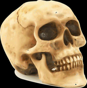 Human Skull Illustration PNG image with transparent background