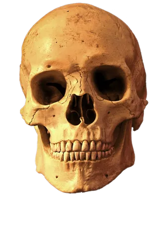 Human Skull Isolated Transparent Background PNG Image