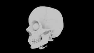 Human Skull Model Side View PNG image with transparent background