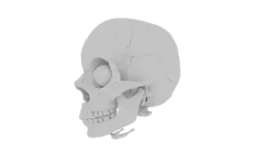 Human Skull Profile View PNG Image