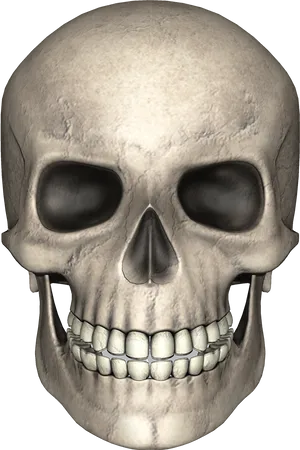 Human_ Skull_ Render_3 D PNG Image